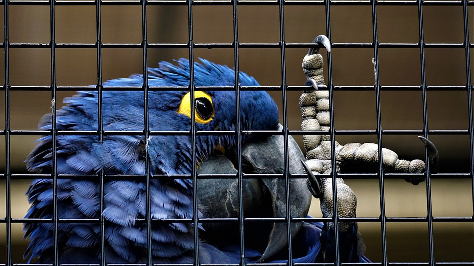 Parrot 2 Macaw